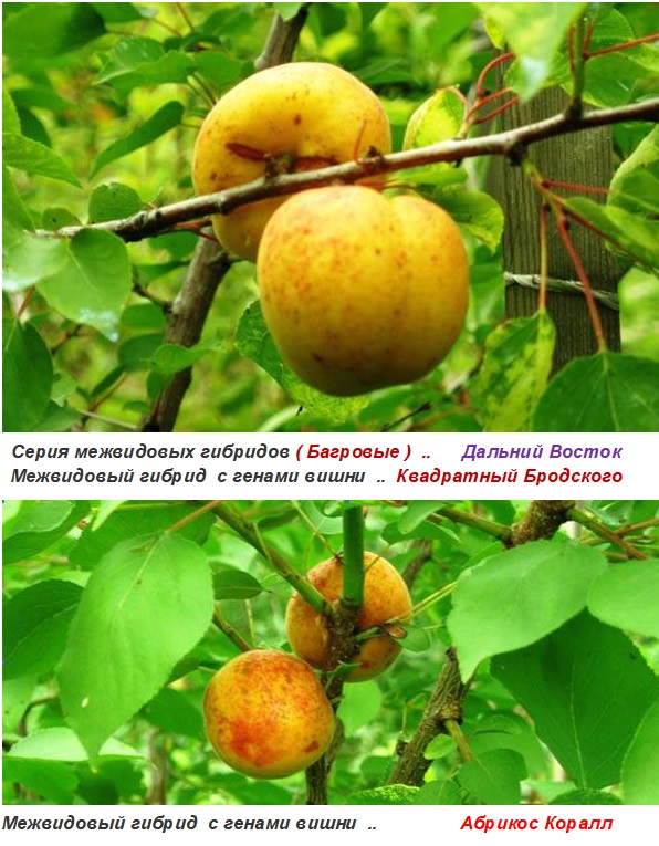 Абрикосы  Дальнего востока 01.jpg