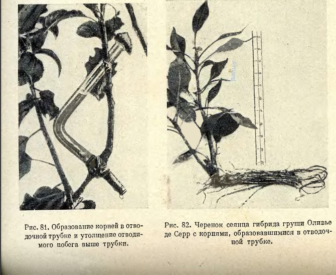 Мичурин. Укоренение груши..PNG