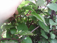 IMG_20140626_150404.jpg