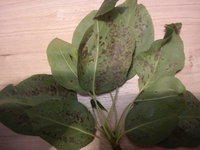 DSC00871.jpg