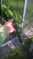 WP_20140629_015.jpg