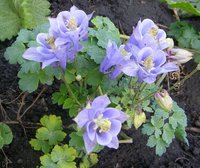 P1010187 -1.jpg