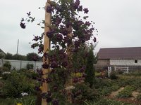 IMG2485-01.jpg