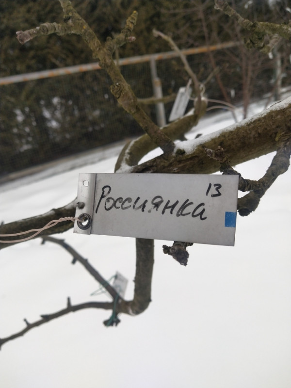 Бирка4.jpg