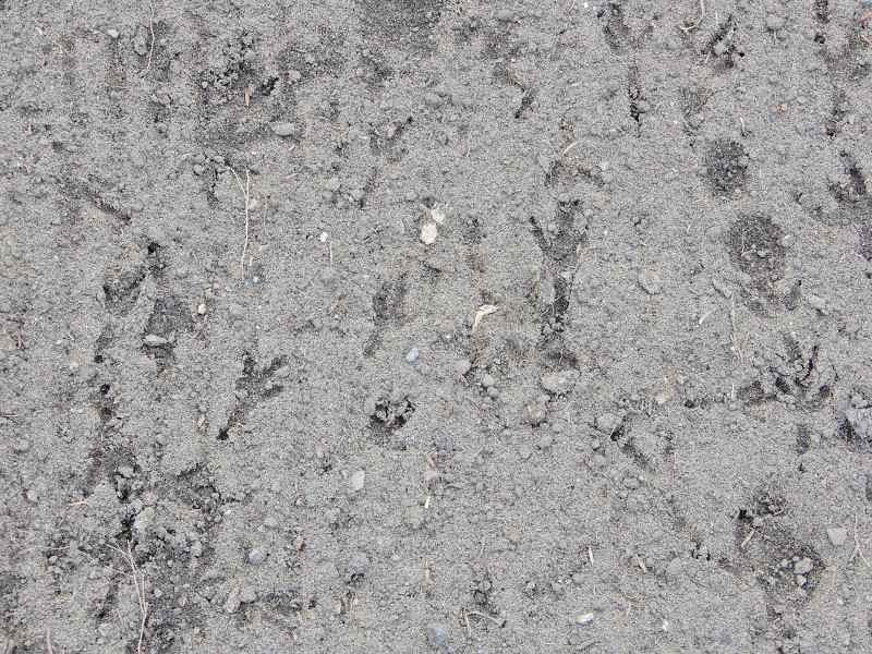 DSCN1273.jpg