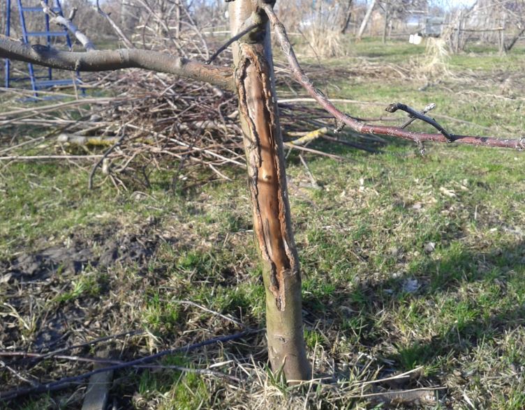Поврежд коры21.JPG