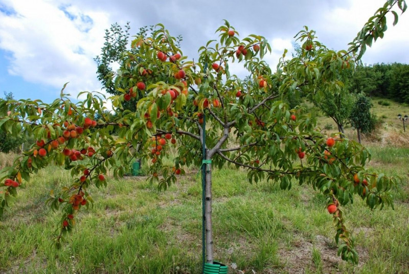 Peach-tree-6.jpg