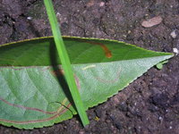 DSCN5783.JPG