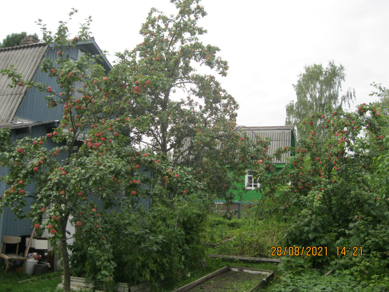 Яблоки 2021 039.JPG