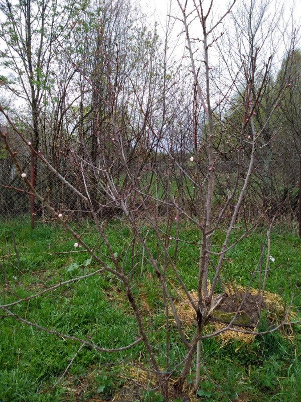 IMG_20220509_091040 - копия.jpg