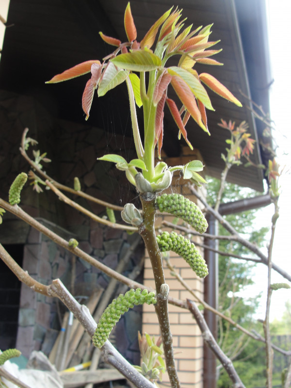 DSC07286.JPG
