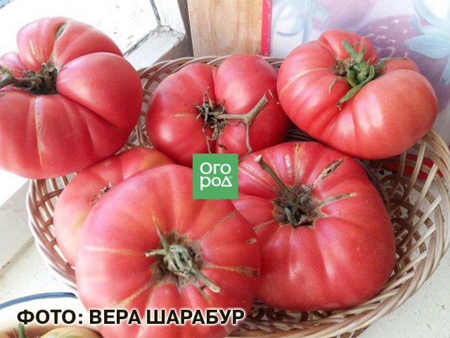 images cms-image-000066964.jpg