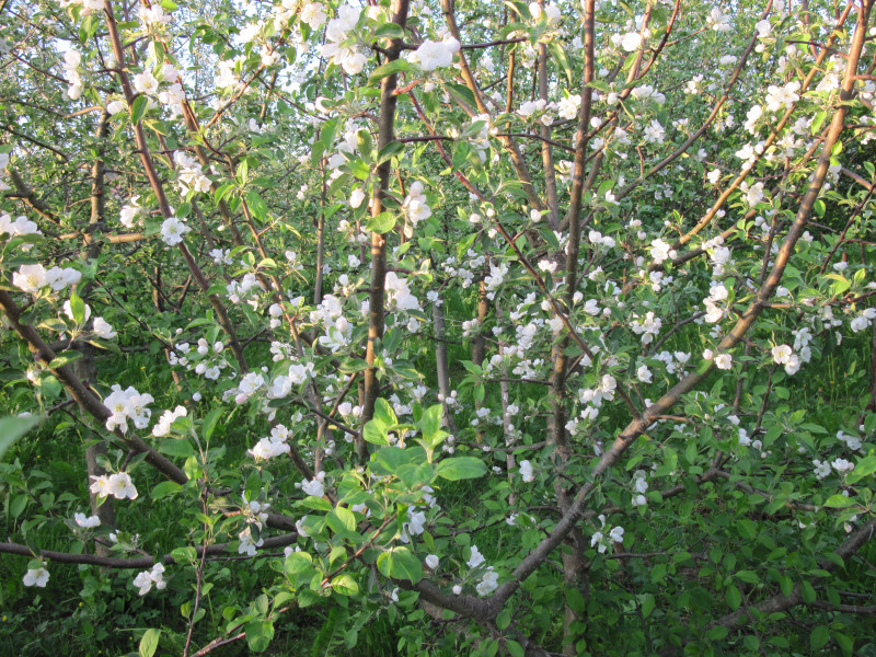IMG_9279.JPG