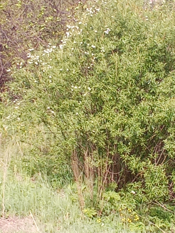 IMG_20220607_093309.jpg
