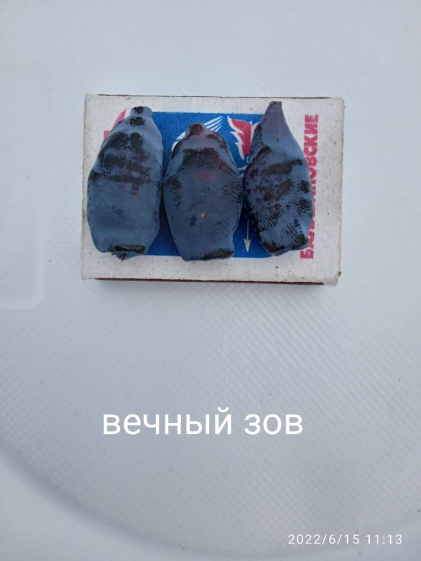 жимолость вечный зов 1.jpg