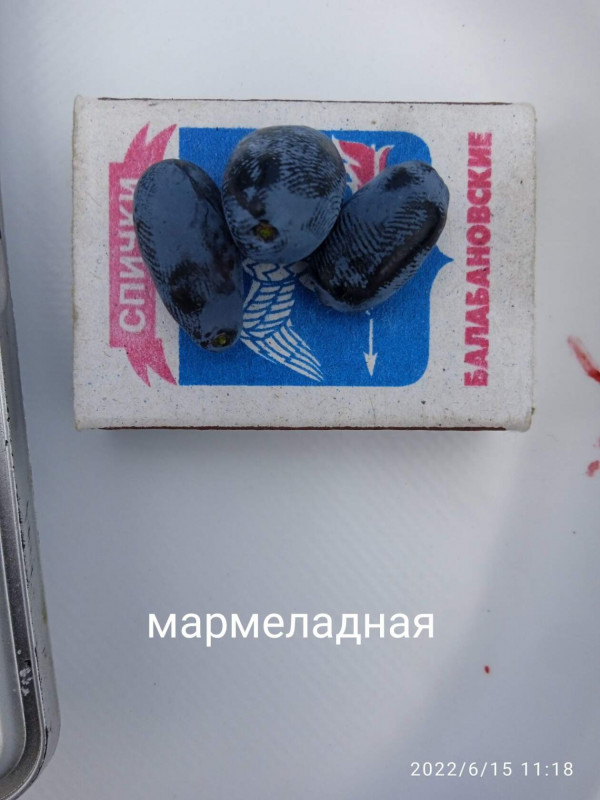 жимолость мармеладная.jpg