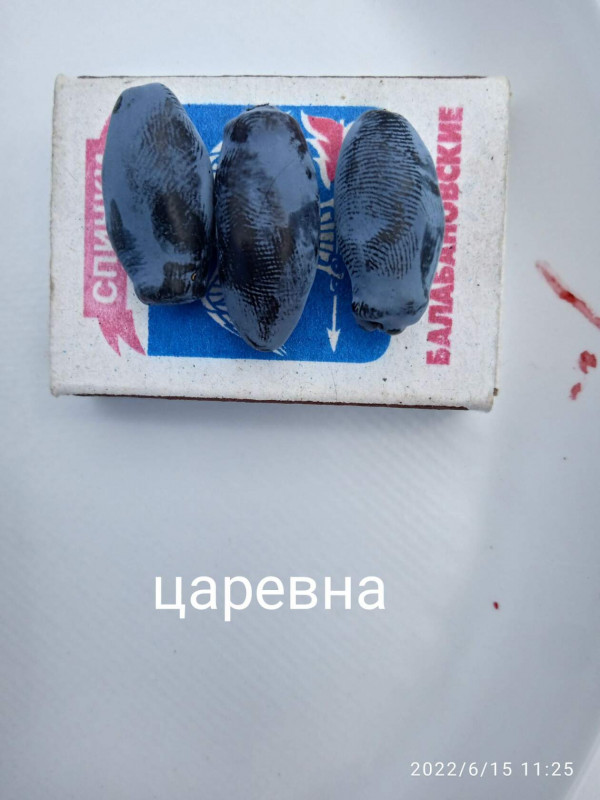 жимолость царевна 1.jpg