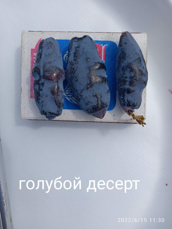 жимолость голубой десерт 1.jpg