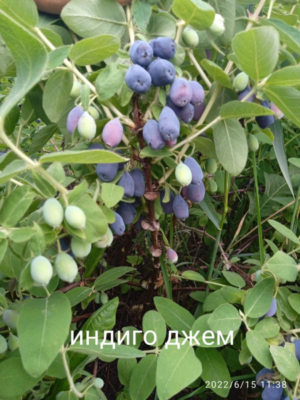 жимолость индиго джем.jpg