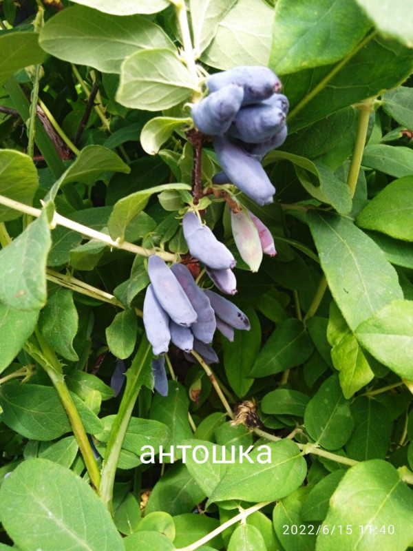 жимолость антошка.jpg