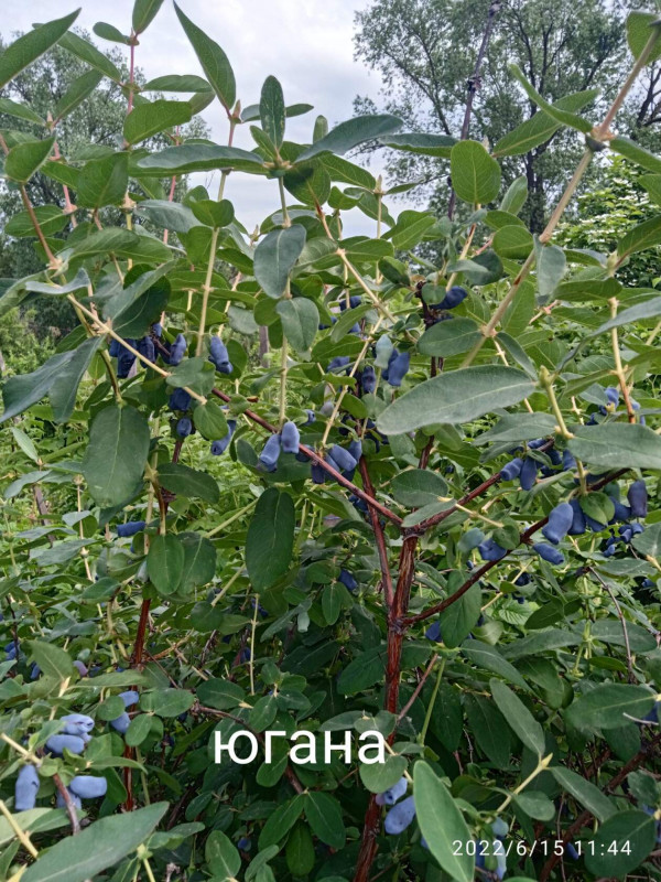жимолость югана.jpg