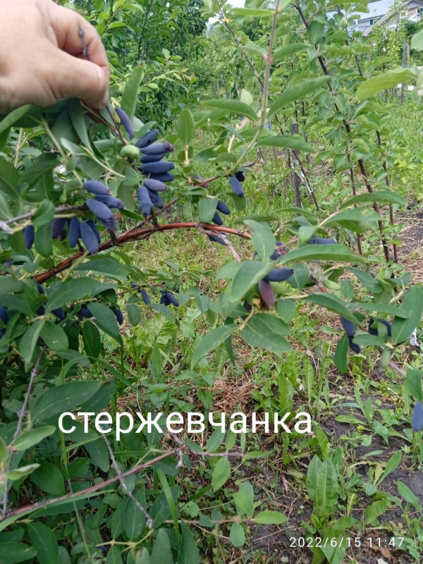 жимолость стержевчанка.jpg