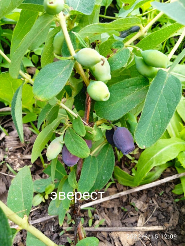 жимолость эверест.jpg