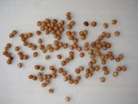 STA42067.JPG