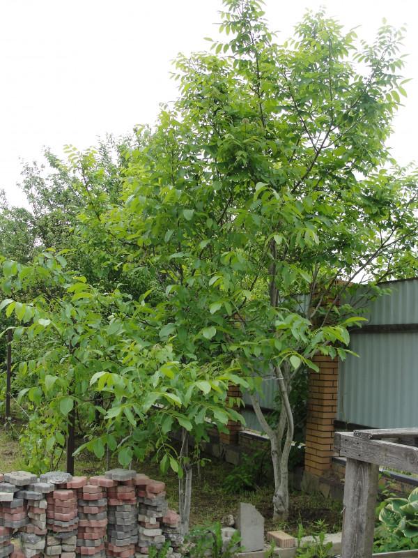 DSC07399.JPG
