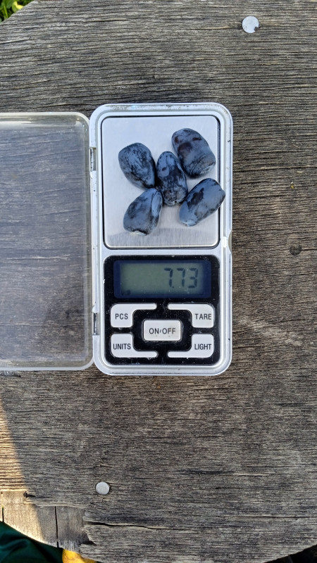 IMG-20220621-WA0018.jpeg