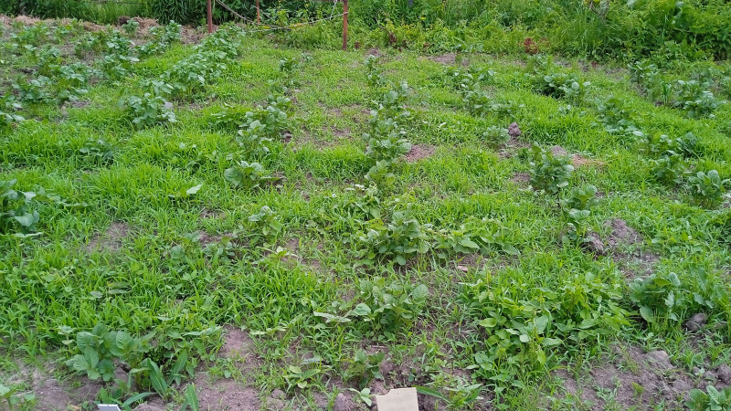 IMG-20220613-WA0001.jpeg