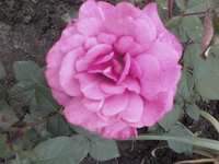 IMG2453-01.jpg