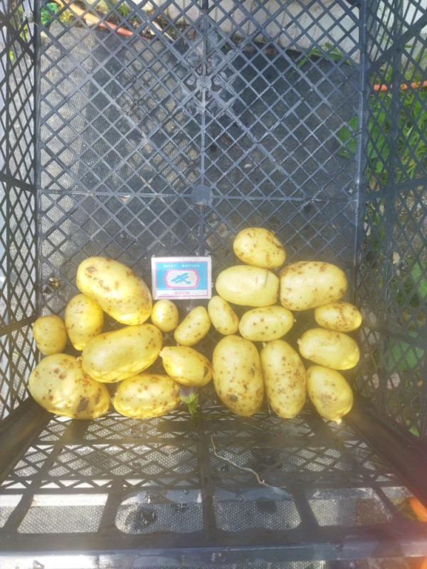Думаю,  что  это  Вега