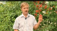 Голубев А.М. Абрикос Саратовский рубин