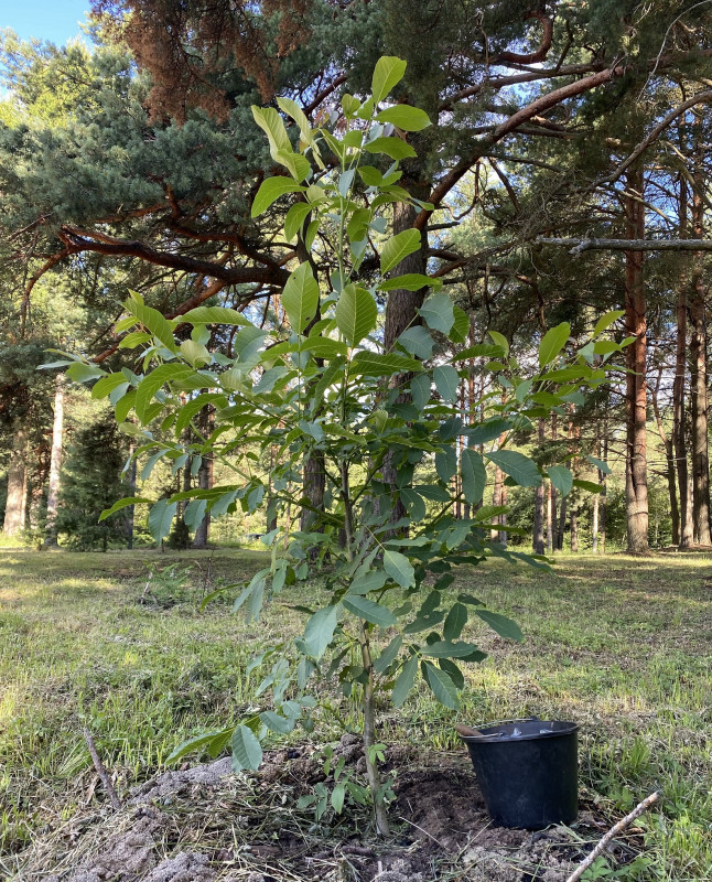 Грецкий орех_2_Роща 500_16.07.2022.jpg