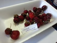 Поздняя земляника Мице Шиндлер очень понравилась членам комиссии
