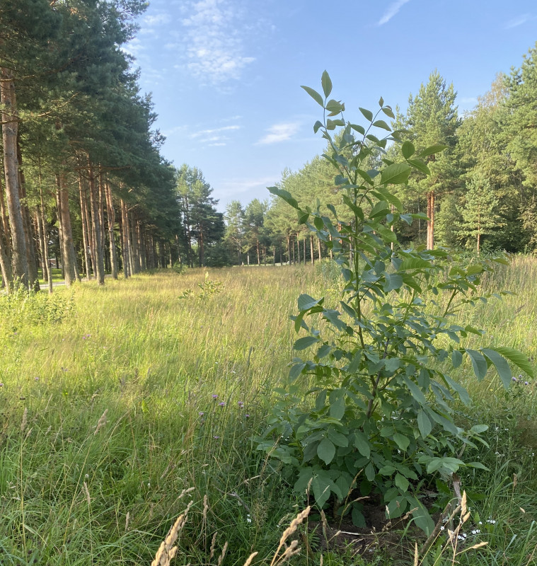 орех грецкий Роща 500 06.08.2022.jpg