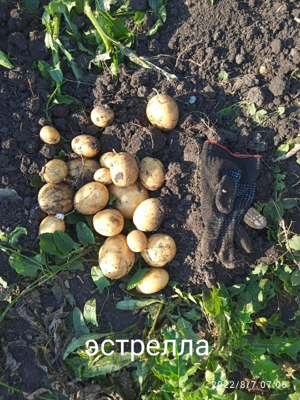 эстрелла.jpg