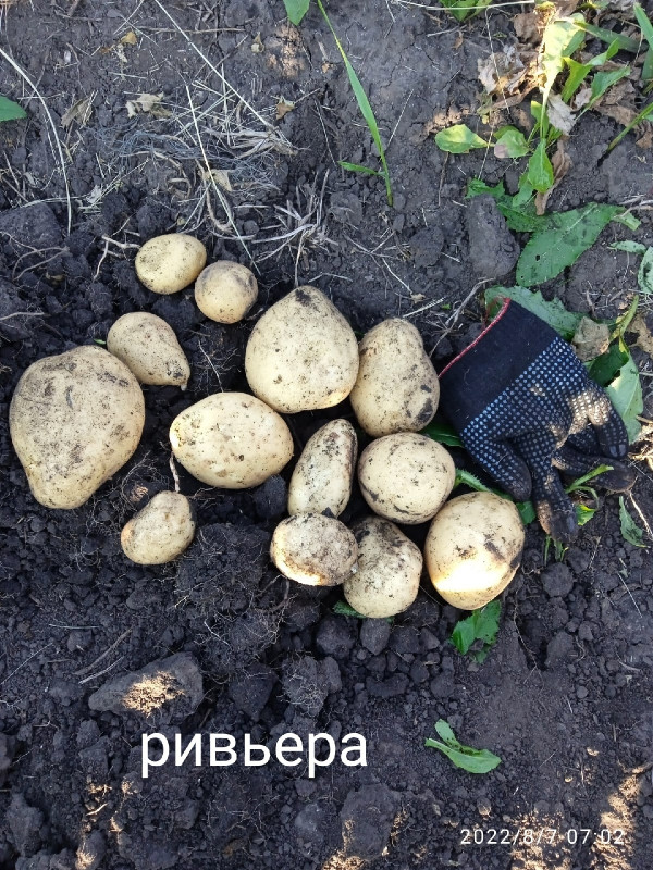 ривьера.jpg