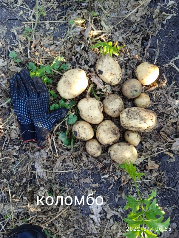 коломбо.jpg