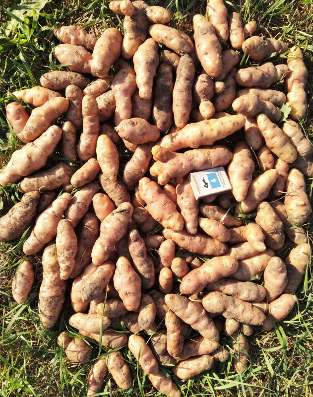 Анья 9 кустов, 4.5кг.