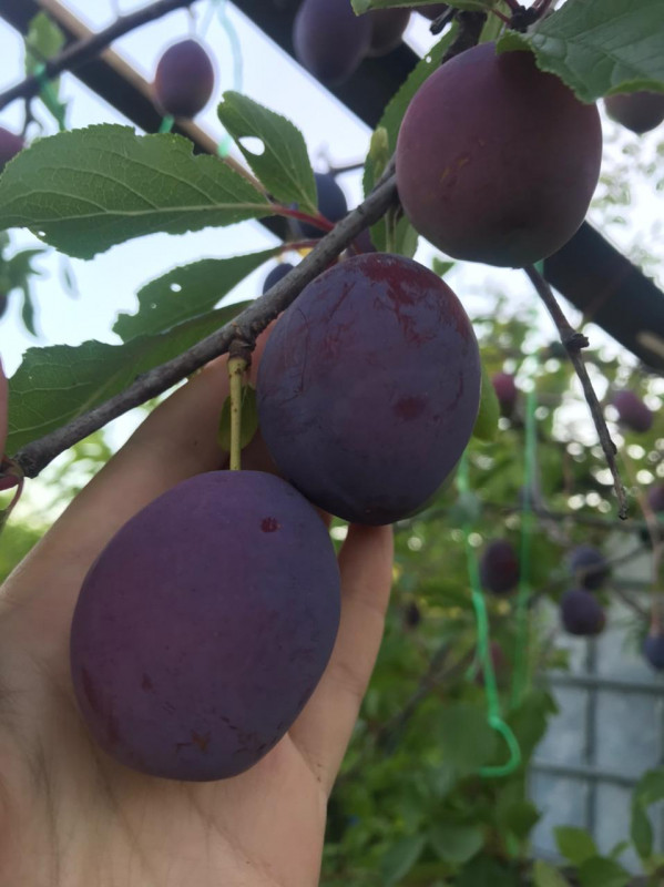 D8A03234-91E3-4907-A027-6D1DAB5AE937.jpeg