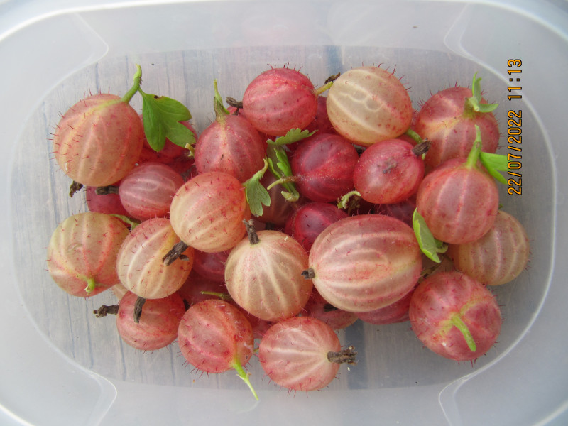 розовый ранний IMG_3965.JPG