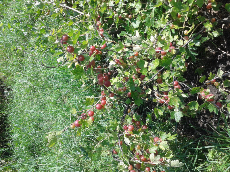 Лада Photo-0026.jpg