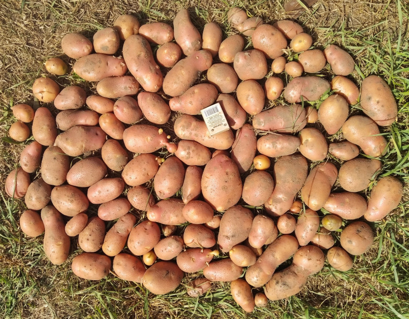 Родриго, 10кустов. 8кг.