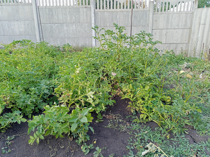 IMG20220822181001.jpg