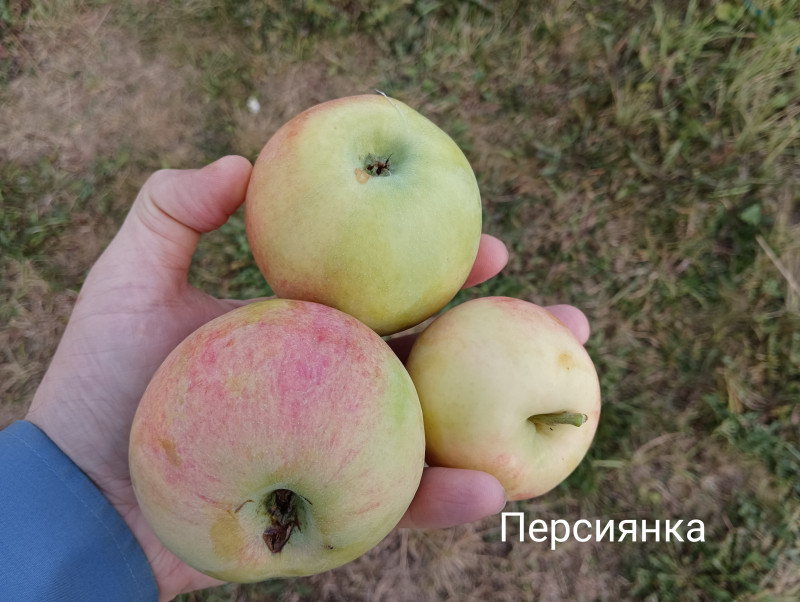 IMG_20220903_115817.jpg