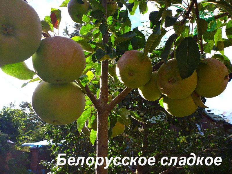 БлрСл04.jpg