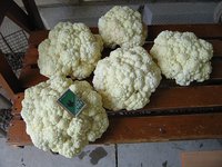 IMG_5995.jpg
