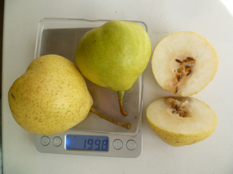 P1590200.JPG